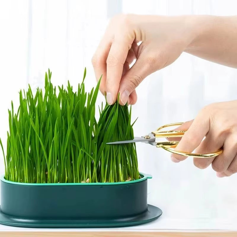 GROW Pet Cat Nip, Cat Grass, Sprout Dish Hydroponic DIY