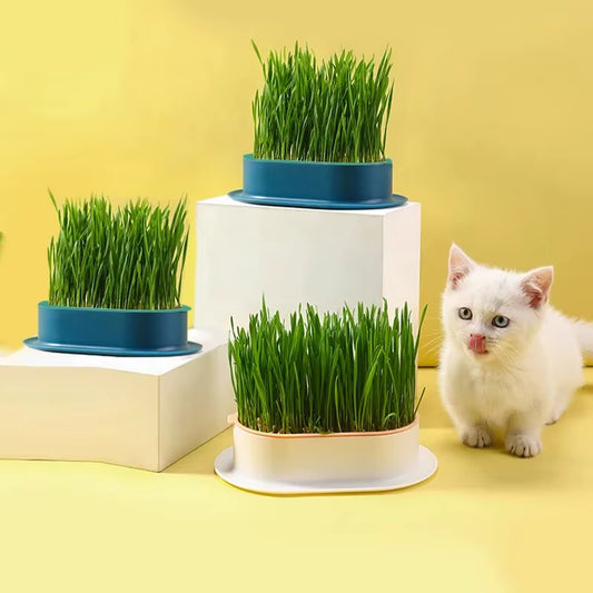 GROW Pet Cat Nip, Cat Grass, Sprout Dish Hydroponic DIY