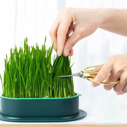 GROW Pet Cat Nip, Cat Grass, Sprout Dish Hydroponic DIY